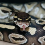 Caring for Your Snake