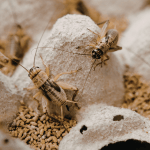 Feeder Insects