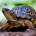 Caring for your Turtle