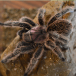 Caring for your Invertebrate