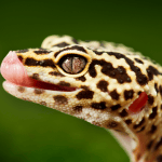 Caring for your Lizard