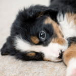 Caring For Your New Puppy