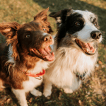 Your New Dog's Essentials