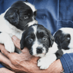 Finding Your New Puppy