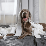 Safety Tips & Household Hazards