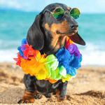 Vacationing With Your Pets