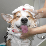 Canine Care
