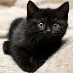Caring For Your New Kitten