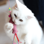 Your New Cat's Essentials