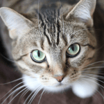 What to Expect - Cat Tips