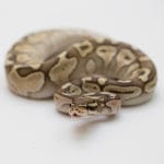 Caring for Snakes