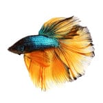 Caring for Your Betta