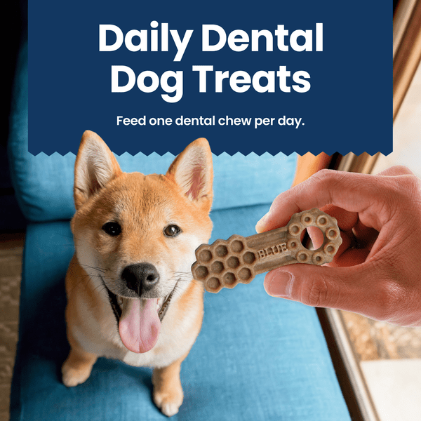 Blue Buffalo Co. BLUE Dental Chews
