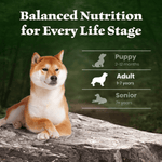Blue Buffalo Co. BLUE Wilderness Chicken-Free Lamb Recipe Dry Dog Food