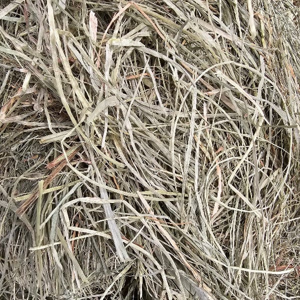 Blue Mountain Hay Blue Mountain Hay High-Altitude Orchard Grass Hay