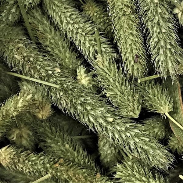 Blue Mountain Hay Blue Mountain Hay Timothy Hay Seed Head Treats