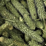 Blue Mountain Hay Blue Mountain Hay Timothy Hay Seed Head Treats
