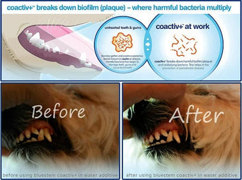 Bluestem Bluestem Oral Care Vanilla Mint Toothpaste for Dogs