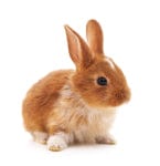 Caring for your Bunny