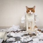 Safety Tips & Household Hazards