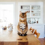 What to Expect - Cat Tips