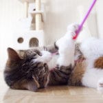 Your New Cat's Essentials