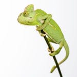 Caring for your Chameleons