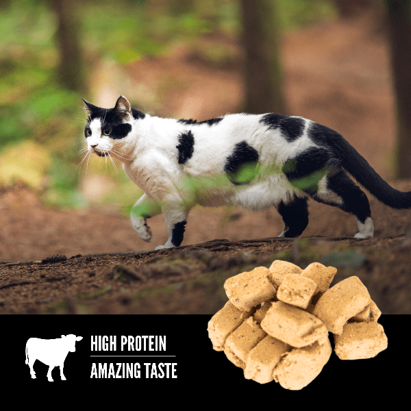 Orijen regional red cat food online