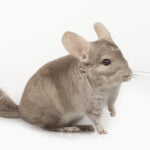 Caring for your Chinchilla