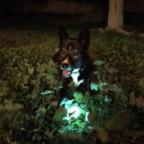 Chuckit! Chuckit! Max Glow Ball Medium