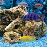 Setting Up a New Aquarium