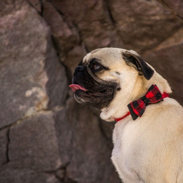 Coastal Pet Products Coastal Accent Microfiber Dog Collar