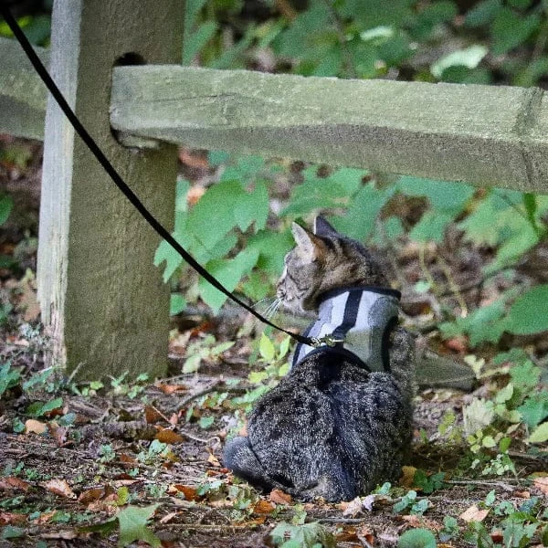 Coastal Pet Products Coastal Adjustable Cat Wrap Harness with 6' Leash