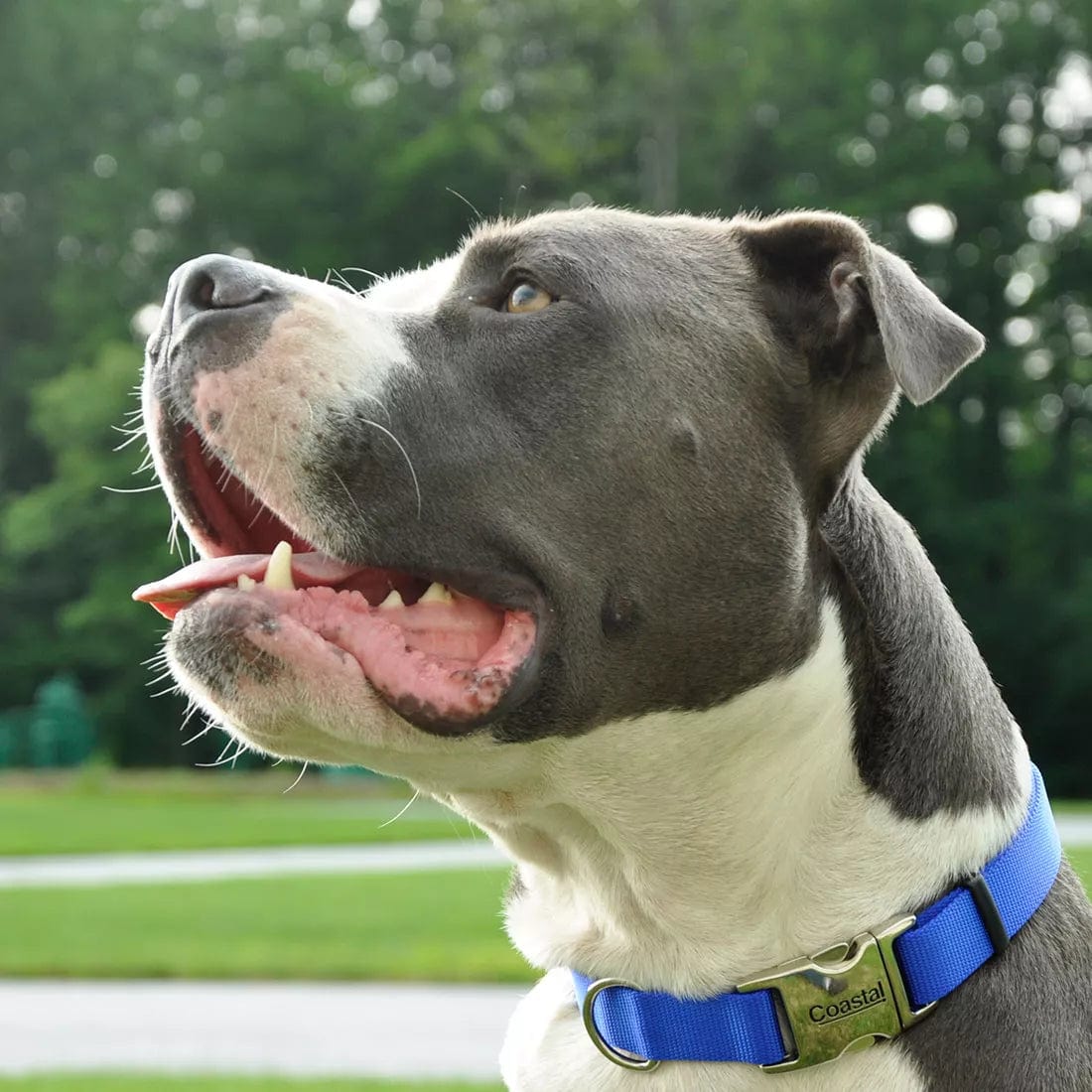 Pitbull tie out collar outlet