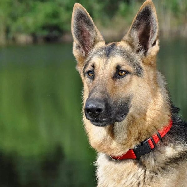 Coastal Pet Products Coastal Adjustable Nylon Collar with Plastic Buckle