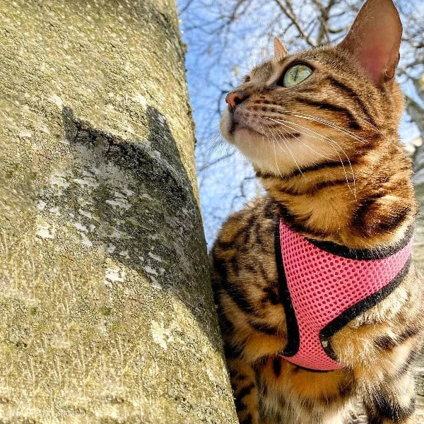 Coastal Pet Products Coastal Comfort Soft Adjustable Cat Harness with 6' Leash