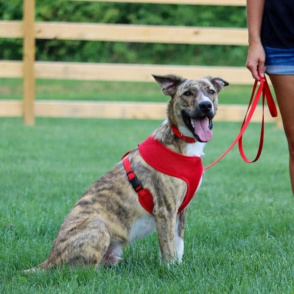 Comfort Soft Adjustable Dog Harness – Petland Canada