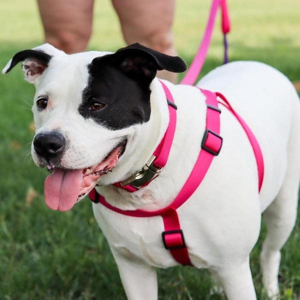 Coastal Pet Products Comfort Wrap Adjustable Nylon Dog Harness