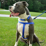 Coastal Pet Products Comfort Wrap Adjustable Nylon Dog Harness