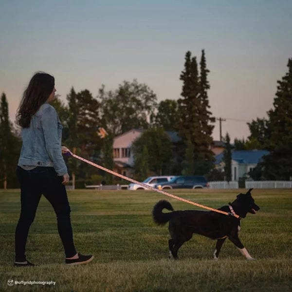 Coastal Pet Products Lazer Brite Reflective Open Design Dog Leash