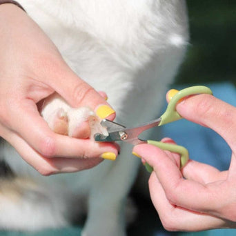 Coastal Pet Products Safari Dog Nail Trimmer