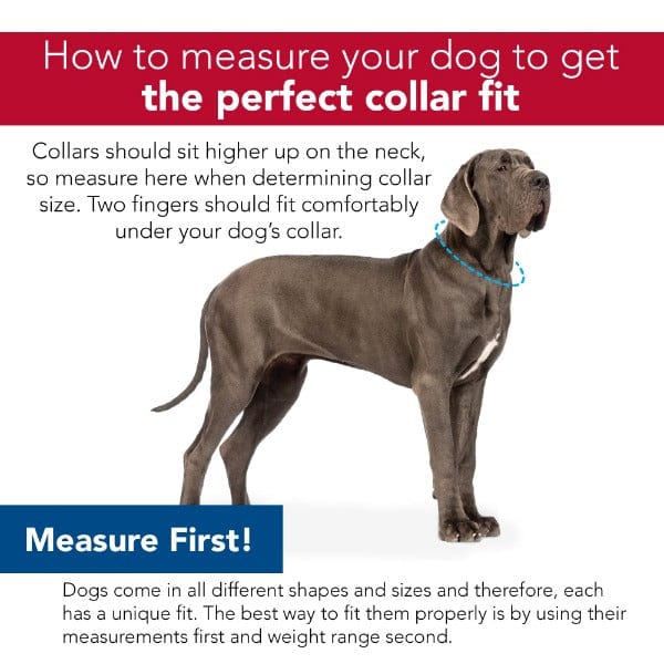 Sublime Adjustable Dog Collar – Petland Canada