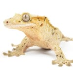 Keeping Your Pet Crested Gecko