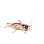 Feeder Insects