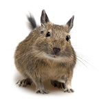 Caring for your Degu
