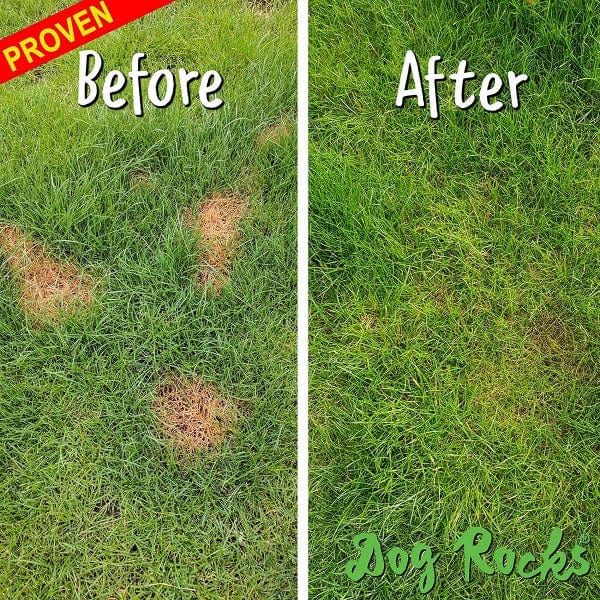 Dog Rocks Dog Rocks - Save your Lawn