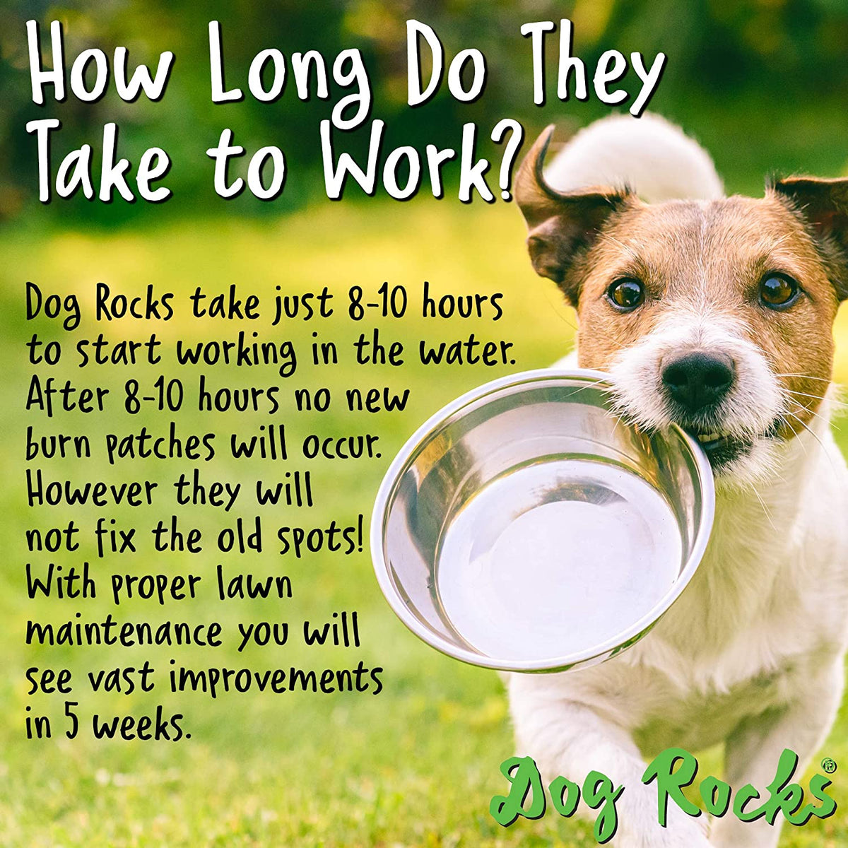 Dog Rocks Dog Rocks - Save your Lawn