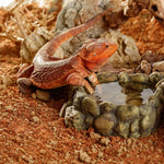 Exo Terra Exo Terra Stone Desert Substrate