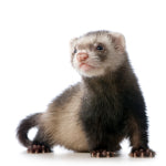 Caring for your Ferret