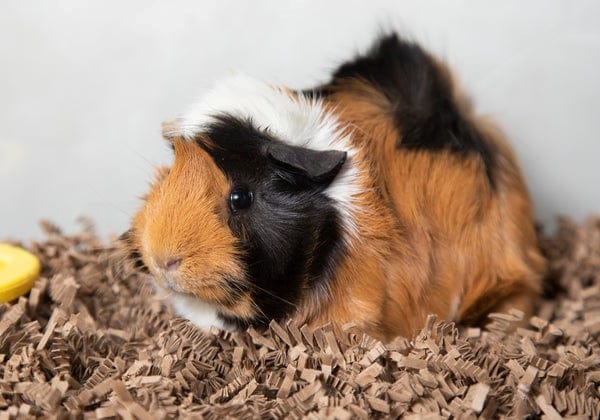 Fibercore Eco Bedding for Small Pets